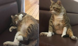 胖猫谭竹事件爆料吃瓜,揭秘娱乐圈背后的惊人真相